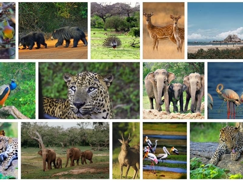 Wildlife & Nature Safari